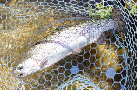 サクラマスを釣りに行ったんだが ～平谷湖フィッシングスポット～